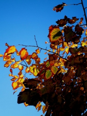 Makro v přírodě - Podzimni listi