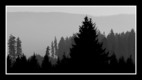 Černobílá fotografie - Lesy