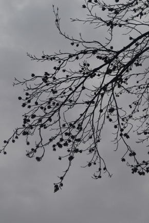 Černobílá fotografie - Buková větev
