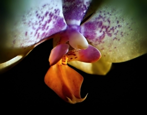 Makro v přírodě - Orchidej u okna III
