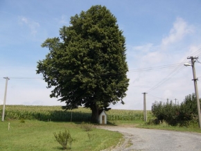 Stromy v krajině - Lípa s kapličkou