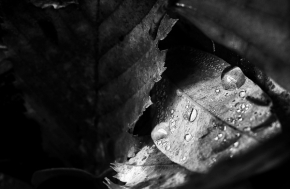 Černobílá fotografie - Slzy deště
