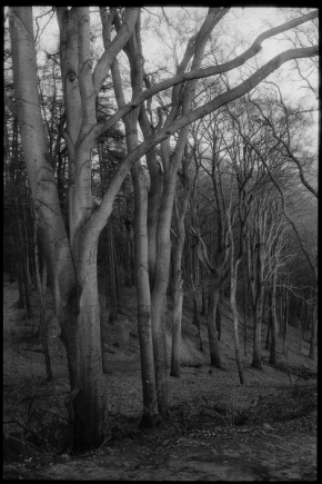 Černobílá fotografie - les
