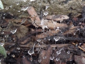 Makro v přírodě - Pavoučí koupel