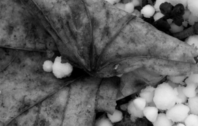 Černobílá fotografie - krása krup