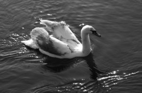 Černobílá fotografie - labutí píseň
