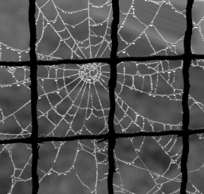 Černobílá fotografie - zamřížovaná pavučina