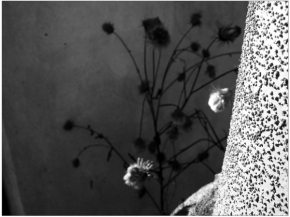 Černobílá fotografie - Struktury