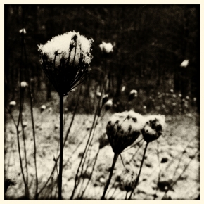 Černobílá fotografie - snow flowers