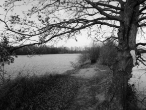 Černobílá fotografie - mezi rybníky