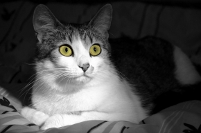 Černobílá fotografie - Kočičí oči