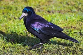 Fotograf roku v přírodě 2012 - Corvus frugilegus Linnaeus, 1758 - havran polní