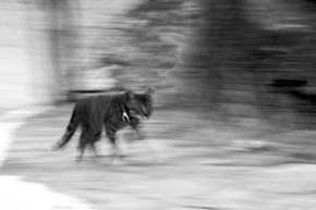 Černobílá fotografie - Kocouří běh