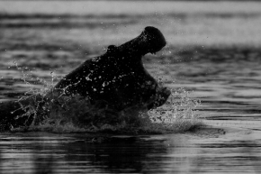 Černobílá fotografie - Utok