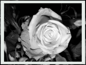 Černobílá fotografie - Růže