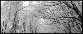 Černobílá fotografie - Zimní šat