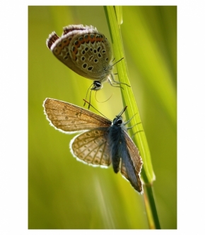 Robert Litovčenko - Motýlí vábení