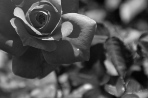 Černobílá fotografie - Rozsa