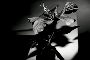 Černobílá fotografie - Ibišek