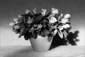 Černobílá fotografie - Zátiší s růžemi