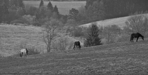 Černobílá fotografie - Konská pohoda ...