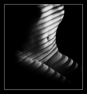 Černobílá fotografie - Zebra