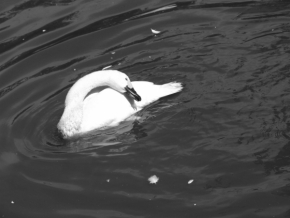 Černobílá fotografie - Jezerní královna
