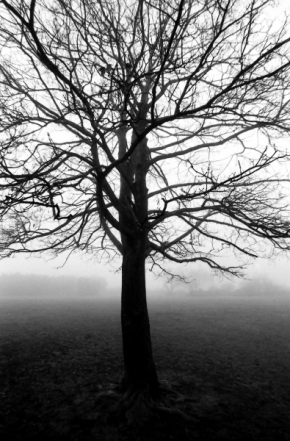 Černobílá fotografie - Samotář