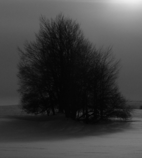 Černobílá fotografie - Strom ...