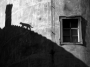 Martin Dobeš -Kočka na rozpálené plechové střeše