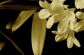Denisa Kodymová - Květ jara
