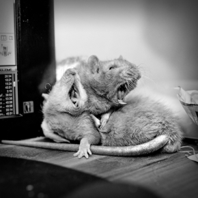 Černobílá fotografie - Z(p)ívající potkani
