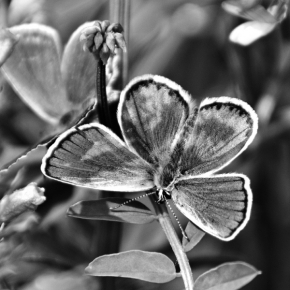 Černobílá fotografie - Motýl černo-bílý