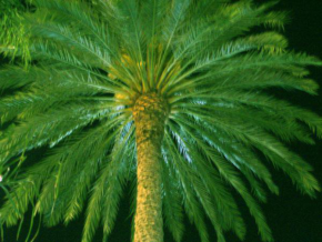 Divoká příroda - Pod palmovymi listy
