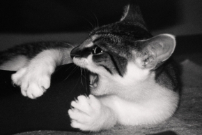 Černobílá fotografie - Kočka