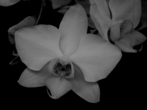 Černobílá fotografie - Květina