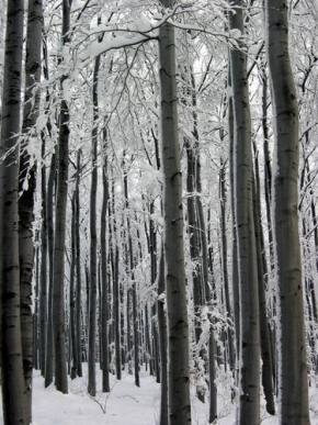 Kouzlení zimy - Stromy