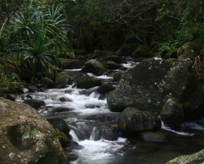 Divoká příroda - Havajská džungle