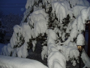 Zimní podvečer - Strom pod perinou