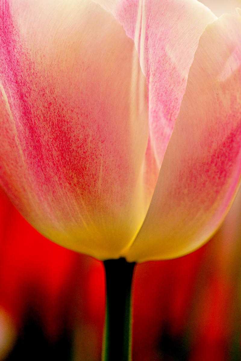Tulipán, květina s tajemstvím3