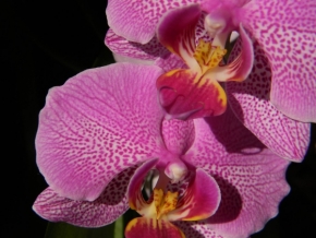 Makro v přírodě - Orchidea