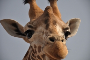 Divoká příroda - Žirafčí kukuč