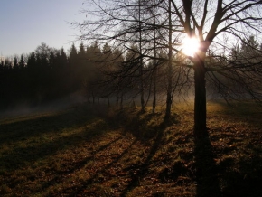 Stromy v krajině - Slunce po ránu