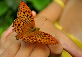 Makro v přírodě - Videl si už umierať motýľa?