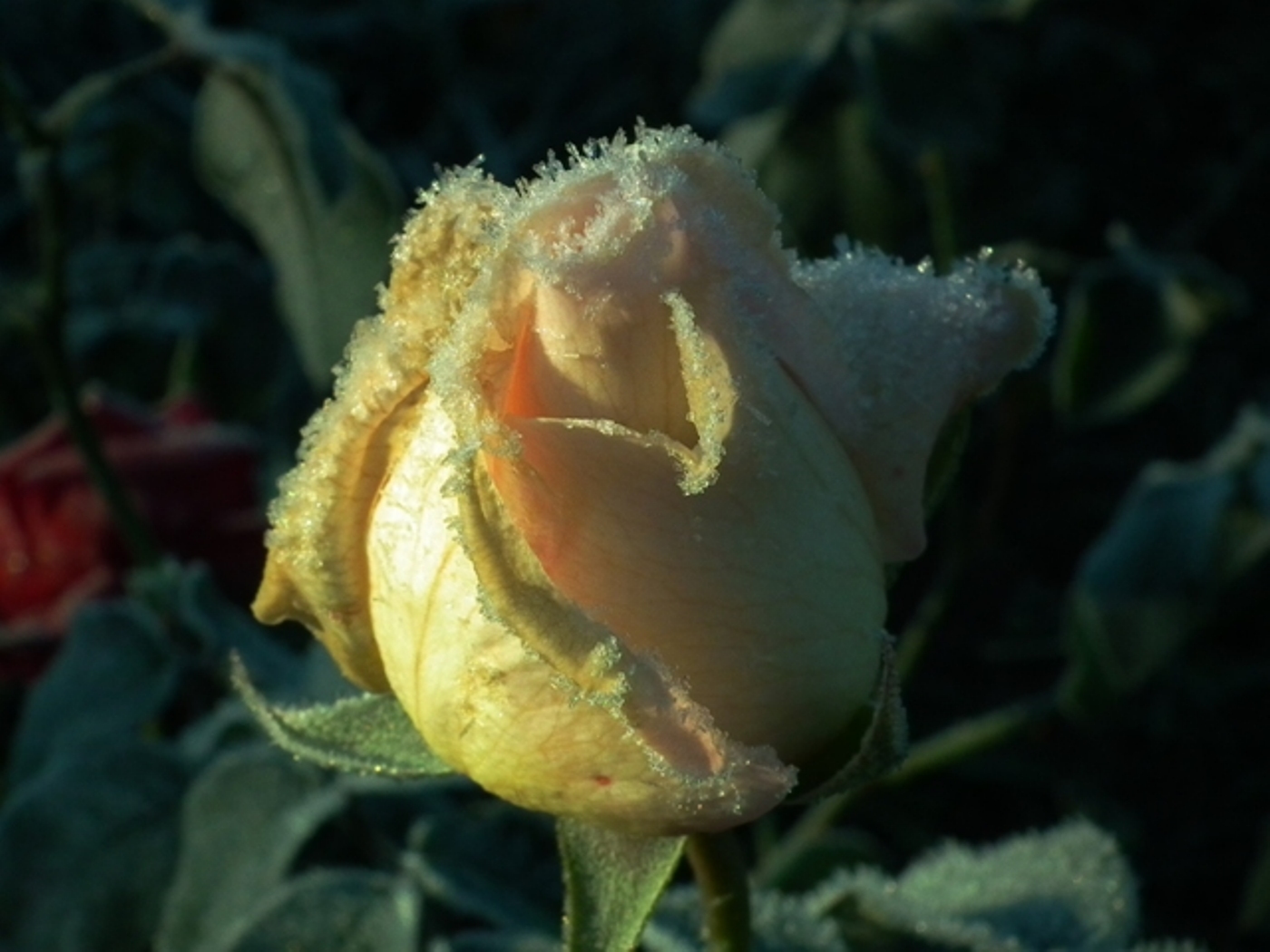 Namrzlá růže