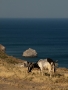 Na ostrově Kós žije hodně koz 