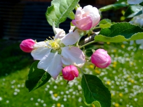 Makro v přírodě - Květ jabloně