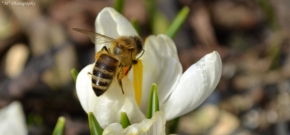 Makro v přírodě - Včela na krokusu