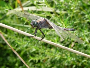 Makro v přírodě - Vážka