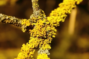 Makro v přírodě - žluty strom
